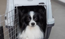 Maximizing Comfort and Safety: A Guide to Dog Boxes for Travel