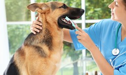 The Importance of Dental Care in Pets: Beyond Bad Breath
