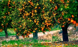 Discover a Variety of Fruit Trees for Sale: Perfect for Garden