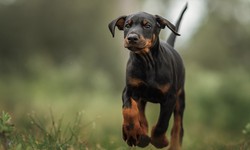 Building Confidence in European Doberman Puppies: The Power of Positive Exposure