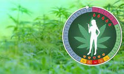 CBD Can Influence Your Menstrual Cycle