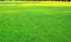 Noida Greens Nursery: Your Go-To Destination for Lawn Grass and More in Noida