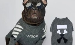 Calling All Pug Lovers: Everything You Need to Spoil Your Furry Friend