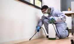 How much is a pest control service?