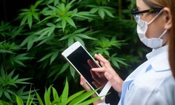 Green Digital Landscapes: How Cannabis Web Design Services Shape Online Success