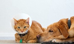 Ultimate Guide to Pet Insurance: What Every Pet Owner Should Know