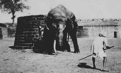 "Sathmari : Witness the majestic elephant fighting"