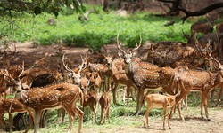 "Sagareshwar deer sanctuary : Rejoice the beauty of nature "