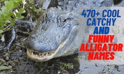 50 Best Alligator Names