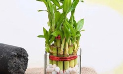 Two-Layer Lucky Bamboo Plant price