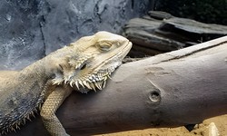 How Do Bearded Dragons Sleep In The Wild: Unveiling How They Sleep