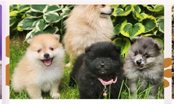 Ontario Puppies for Sale: Find the Right Match.