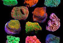 Easy Steps to Maintain a Marine Aquarium with Coral Reefs