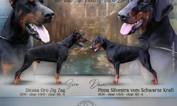 Tips for Handling Fear and Anxiety in European Dobermans