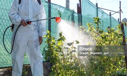 Al-Ahsa Pest Control Company: The Effective Solution for Getting Rid of Annoying Pests