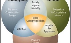 Role of Brain Vitamins in Overall Mental Health