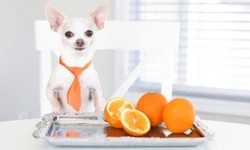 Can Dogs Eat Oranges? Exploring the Relationship Between Dogs and Citrus Fruits