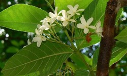 Kutajghan Vati: A Natural Remedy for Digestive Disorders