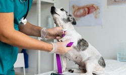 Is Your Dog at Risk for Obesity? New Warning Signs