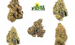 Ant Farm: Revolutionizing Cannabis Delivery in Detroit