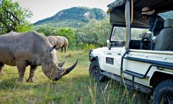 Unveiling the Wonders of African Safaris A Journey Into the Wild