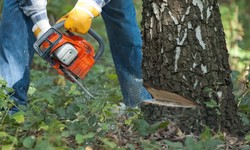 What You Need to Know Before Hiring a Professional for Tree Removal?