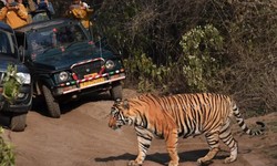A Prominent Example of Tiger Conservation: Visit Sariska Tiger Reserve Once