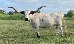 A Deep Dive into the Characteristics of Texas Longhorn Cows for Sale