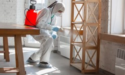 Breathe Easy: Residential Mold Remediation in St. Petersburg