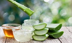 Aloe Vera For Stomach Ulcers: Can It Work?