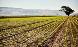 Harvesting Opportunities: Investing in Agriculture Farmlands in Turkey