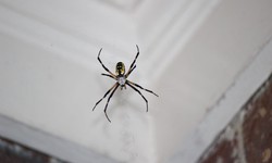 Comprehensive Guide to Spider Control Services and Pest Control Solutions