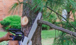 Common Tree Trimming & Pruning Mistakes: Best Tree Trimming Company
