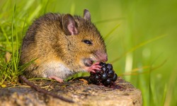 Unravelling the Mystery: What Do Mice Eat? A Comprehensive Guide