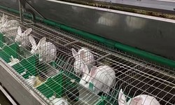 Expert Tips for Success: How to Choose the Right Rabbit Breeding Cage