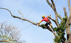 Contact the best Local Tree Trimmers for quality tree care services