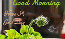 Good Morning Wishes and Pictures: 10 Inspirational Messages