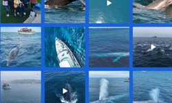 Witnessing Majesty: Whale Watching Tours in California!