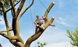 What Should I Do if My Tree Is Touching a Power Line? A Guide to Safe Tree Care and Trimming