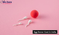 Finding Egg Donor Cost India: Decoding Embryo Donation Success Rates in India