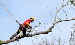 Protecting Your Property: The Benefits of Tree Cutting Services