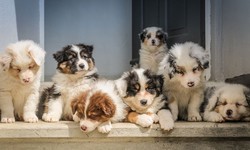 Dog Breeder Pro: Revolutionizing the World of Professional Dog Breeding