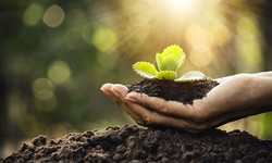 Effective Uses And Benefits Of Humic Acid For Plants