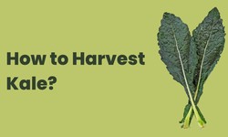 The Complete Guide to Harvesting Kale: Tips and Techniques