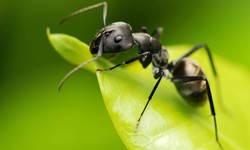 Ants Exterminator in Wilton Experts Solving Your Pest Problems