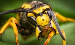 Get a pest free home with wasp control Burnaby