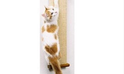 Purr-fect Solutions: The Smart Cat Scratching Post