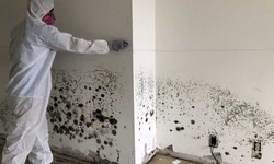 Need professional mold removal in Ohio? Get expert help now!