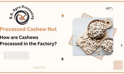 How are Cashews Processed in the Factory?