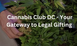 Unlocking the Experience: Cannabis Club DC - Your Gateway to Legal Gifting